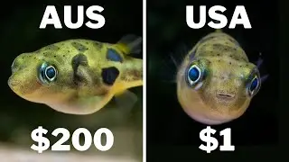 Fishkeeping in USA vs Australia