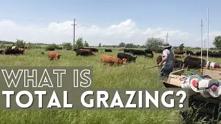 What is Total Grazing? | Rotational Grazing with Ultra High Destiny Grazing