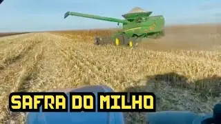 COLHEITA DO MILHO