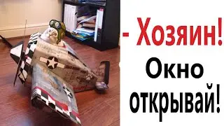 Лютые приколы! КОТ ПРОТИВ САМОЛЕТА!!! Тест на психику! Попробуй не засмеяться! – Domi Show!