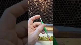 матководство, прививка на маток