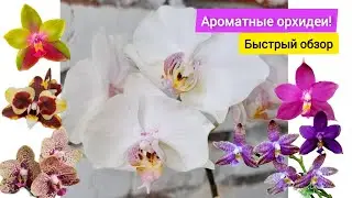 Супер ароматные орхидеи! #orchid #орхидеи