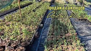 Саженцы в продаже на осень 2024