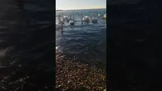 погода Краснодарский край. февраль +20гр.