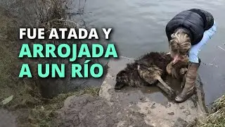 Esta perrita luchó, pero la ayuda llegó demasiado tarde