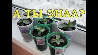 ЭУСТОМА: ОТ посева ДО цветения за 8 минут🌻🌻🌻