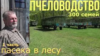 300 СЕМЕЙ ПЕРЕД ПРОДАЖЕЙ / ПЧЕЛОВОДСТВО В УЛЬЯХ / 1 ЧАСТЬ.