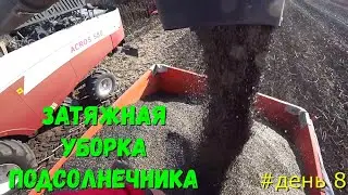 Продолжение Уборки Подсолнечника после дождей на Кубани/ Уборочной Подсолнечника 2021.