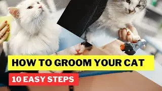 How to Groom Your Cat in 10 Easy Steps / Groom a Cat / Cat Grooming / Cat Grooming Guru