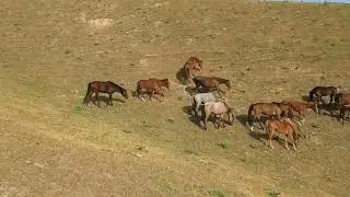 20 World Semental Corindón caballos . Encuentro de primavera con yeguas Cavalos horses