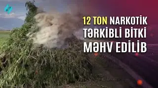 12 ton narkotik tərkibli bitki məhv edilib | Kanal S Xəbər