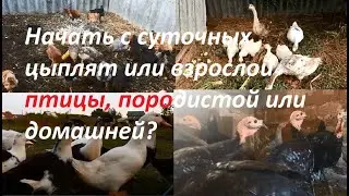 Начать с суточных цыплят или взрослой птицы, породистой или  домашней?