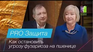 Как остановить угрозу фузариоза на пшенице/ PRO Защита