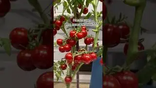 Помидорки зимой 👍🏼 автор: 