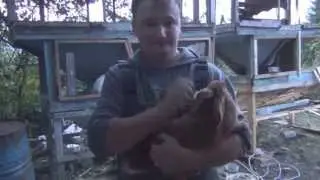 Семейный блог Гранкиных.Вязка кроликов.Новозеландские красные НЗК.