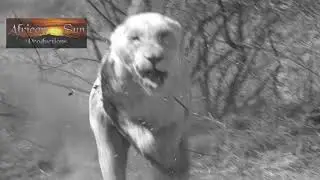 Lion Attack, bite cameraman - African Sun Productions