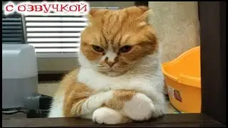 Приколы с котами! С ОЗВУЧКОЙ! Смешные коты и собаки! Самые Смешные Животные! До слез!