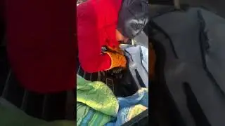 Енота достали из капота автомобиля у аэропорта Домодедово