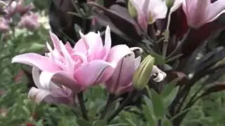 Цветы Футажи HD 1