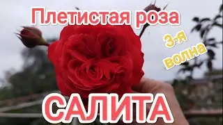 Плетистая роза Салита Кордес Германия Розы в саду