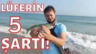 Lüfer Avının 5 Şartı ! Lüfer Avı Taktikleri