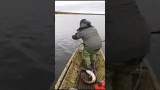 Вот это я понимаю УЛОВ.Трофейные НАЛИМ и ЩУКА  на одном продольнике. 