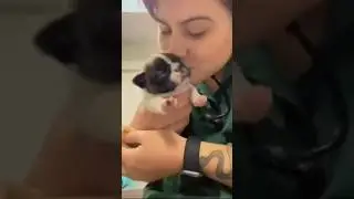 На это можно смотреть ВЕЧНО!! Смешные Кошки и Собаки! 😂😂😂 #Shorts