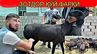 КУЙ БОКИШ СИРЛАРИ ЗОТТОРЛАРИ НИ АЖАРТИШ