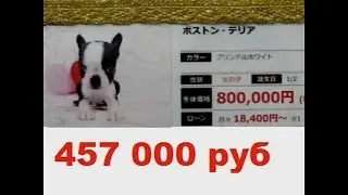 купить котенка Япония