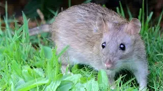 Rat sound Effect ।। Rat Voice Sound ।। Rat Sound Ringtone