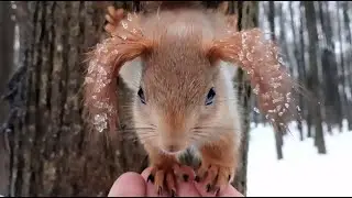 Ледяной дождь. Кормлю белку с ухами / Freezing rain. Feeding a squirrel with ears