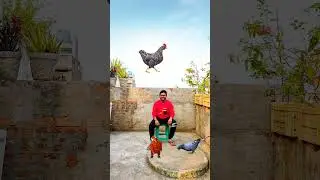 Catching three birds pigeon, parrot and hen new funny vfx magic 😄