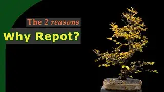 Why and when to repot bonsai?