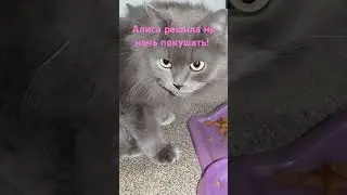 Алиса решила покушать! 😺 