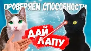 Коты охотятся на мышку. Проверяем способности кота Мишки. Приколы с животными / SANI vlog