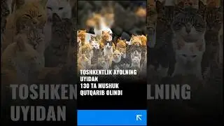 Toshkentlik ayolning uyidan 130 ta mushuk qutqarib olindi.