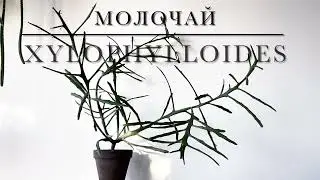 ЭУФОРБИЯ МОЛОЧАЙ XYLOPHYLLOIDES [Краткий Видео Обзор]