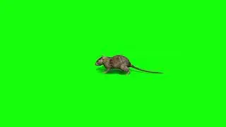 Rat 🐀 running green screen effect /rat running green screen video