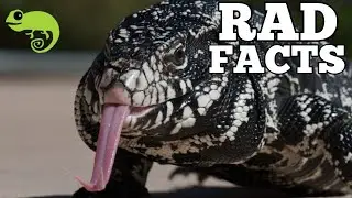 Argentine Tegus - 21 Stinkin Rad Facts!