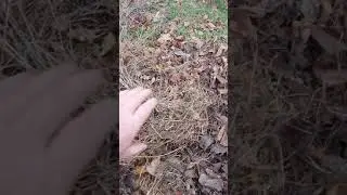 3 КОЛЮЧИХ ЗИМНИХ КЛУБА