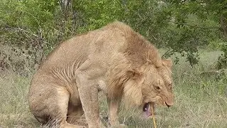 Vomiting Lion Looks Like Cat