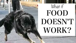 Teaching A Dog To Walk On Leash When Food ISNT Working!