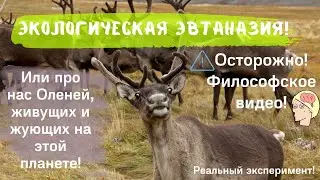 Экологическая эвтаназия! Или про нас Оленей, живущих и жующих на этой планете!