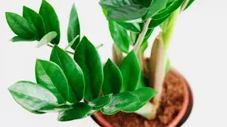 Propagating Zamioculcas with Leaf Cuttings | EXPLAINED IN 1 MINUTE