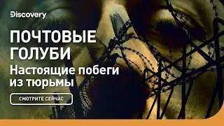 Почтовые голуби | Настоящие побеги из тюрьмы | Discovery