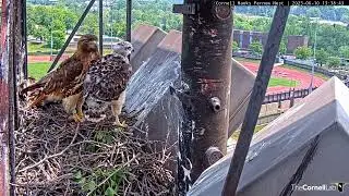 Red-tailed Hawk Nestling 