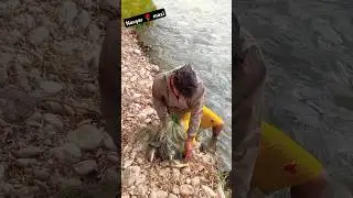 baliq #fishing #fish #fish vldeos #machhali #pesca #baliq tutish #fish catching #fish cutting