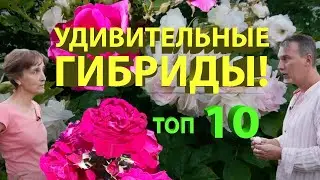 Розы с яблочным ароматом, бесшипные, самоочищающиеся, ультраморозостойкие ругозы.