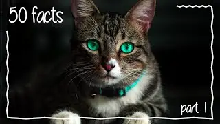 50 cat facts |  Part 1