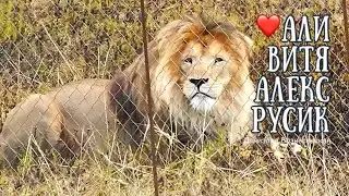 ❤️ЗОЛОТОЙ ПРАЙД. АЛИ(Олежка), блондинка и рыжий ЗАЙКА(Руслан). Тайган. Life of lions. Taigan.